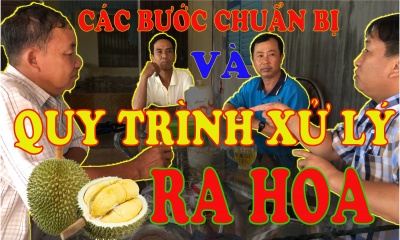 Cách chọn phân bón đúng-quy trình xử lý ra hoa-hạn chế rụng trái- vườn ở Phụng Hiệp Hậu Giang-phần 2